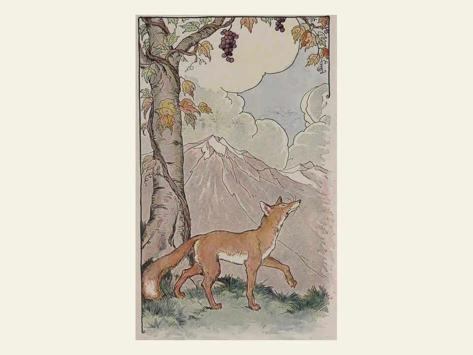 A fox looks up toward bunches of grapes hanging high in a tree.