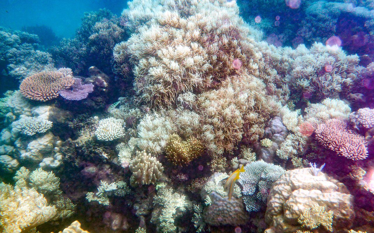Colorful branching coral and small fish below clear tropical water